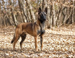 Belgian Shepherd Malinois