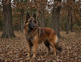 Belgian Shepherd Tervuren