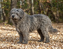 Bergamasco