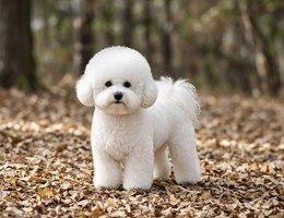Bichon Frise