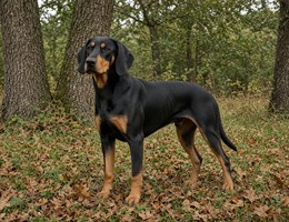 Black Forest Hound