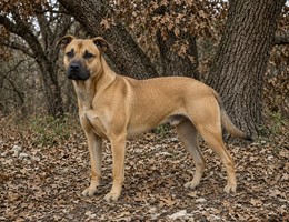 Black Mouth Cur