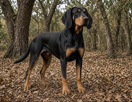 Black and Tan Coonhound