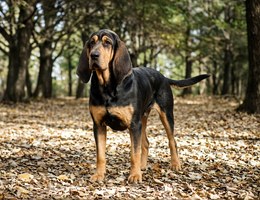 Bloodhound