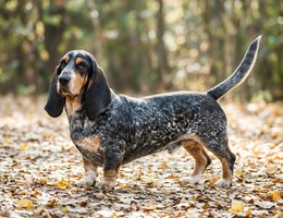 Blue Gascony Basset