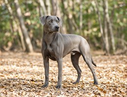 Blue Lacy