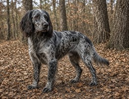 Blue Picardy Spaniel