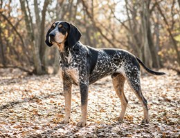 Bluetick Coonhound