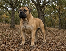Boerboel