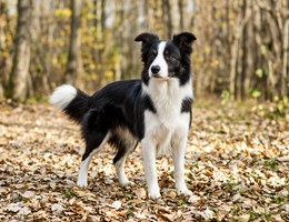 Border Collie