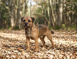 Border Terrier