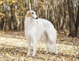 Borzoi