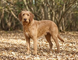 Bosnian Coarse-Haired Hound