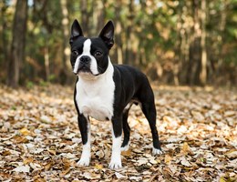 Boston Terrier