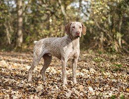 Bourbonnais Pointer