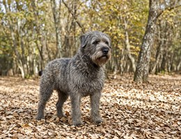 Bouvier des Ardennes