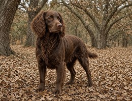Boykin Spaniel