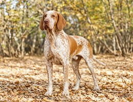 Bracco Italiano