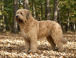 Briard