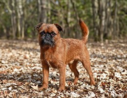Brussels Griffon