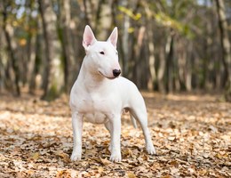Bull Terrier
