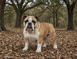 Bulldog