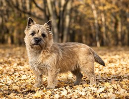 Cairn Terrier