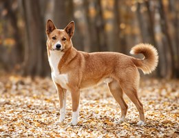 Canaan Dog