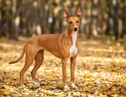 Canarian Warren Hound
