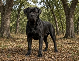 Cane Corso