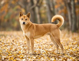 Carolina Dog