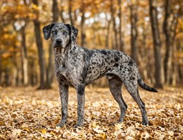 Catahoula Leopard Dog