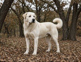 Central Asian Shepherd Dog