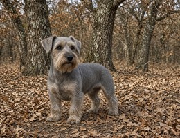 Cesky Terrier