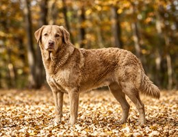 Chesapeake Bay Retriever