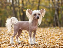 Chinese Crested