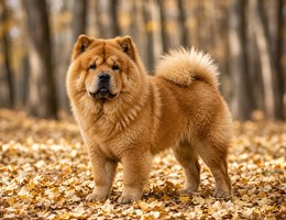 Chow Chow