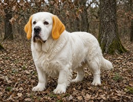 Clumber Spaniel