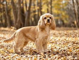 Cocker Spaniel