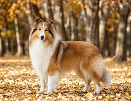 Collie