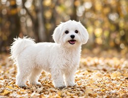 Coton de Tulear