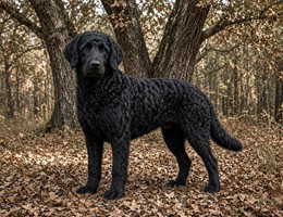 Curly-Coated Retriever