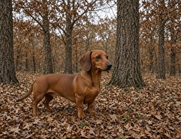 Dachshund