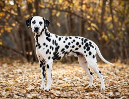 Dalmatian