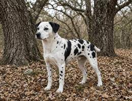 Danish-Swedish Farmdog