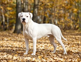 Dogo Argentino