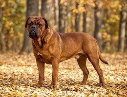 Dogue de Bordeaux