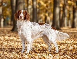 Dutch Partridge Dog