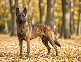 Dutch Shepherd