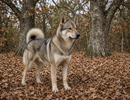East Siberian Laika